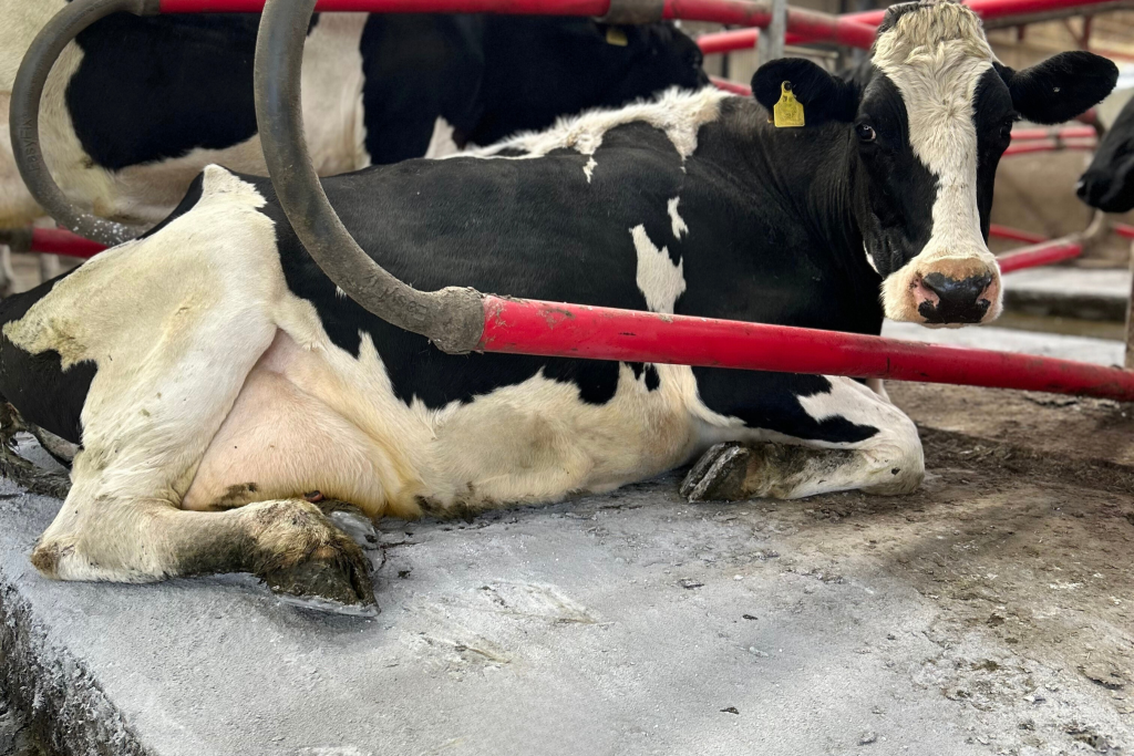Clean, dry, and comfortable – the key to healthy cows this winter. Source: Bennettsbridge Limestone