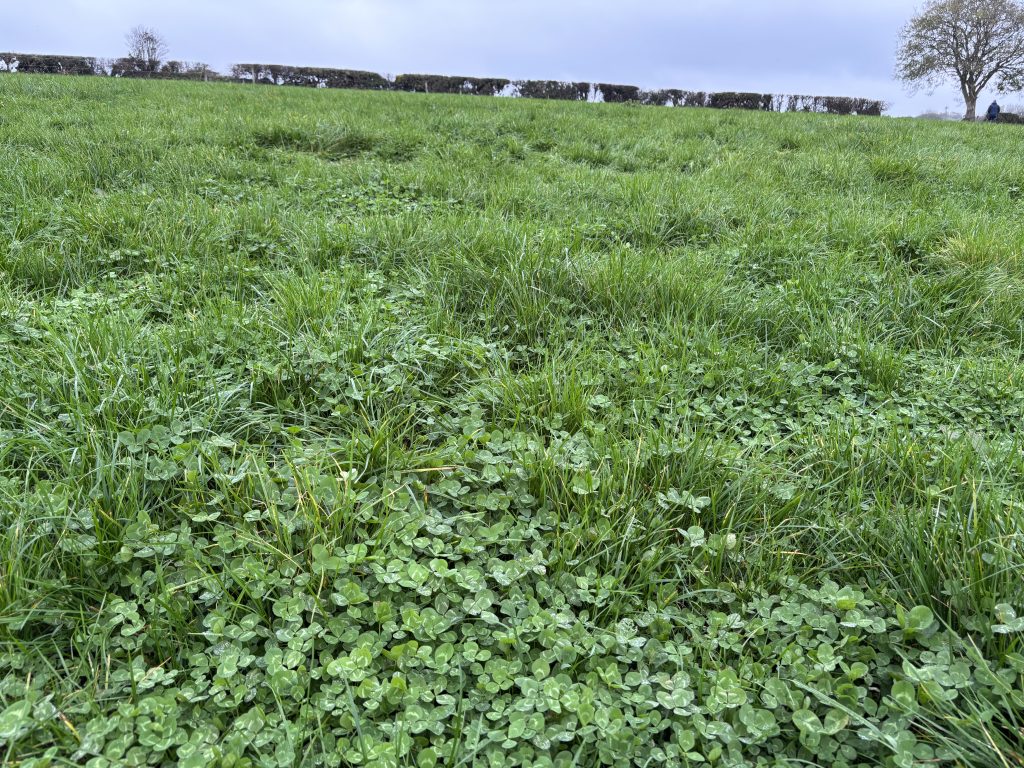 Clover on Goggin's farm