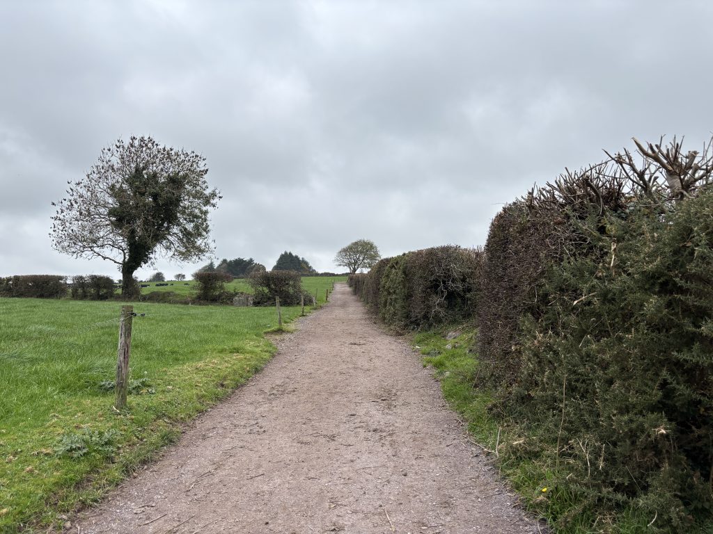 Cow track on Goggin's farm with multiple access points to each paddock