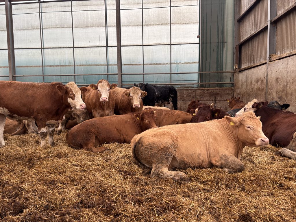 Continental cattle on straw bedding