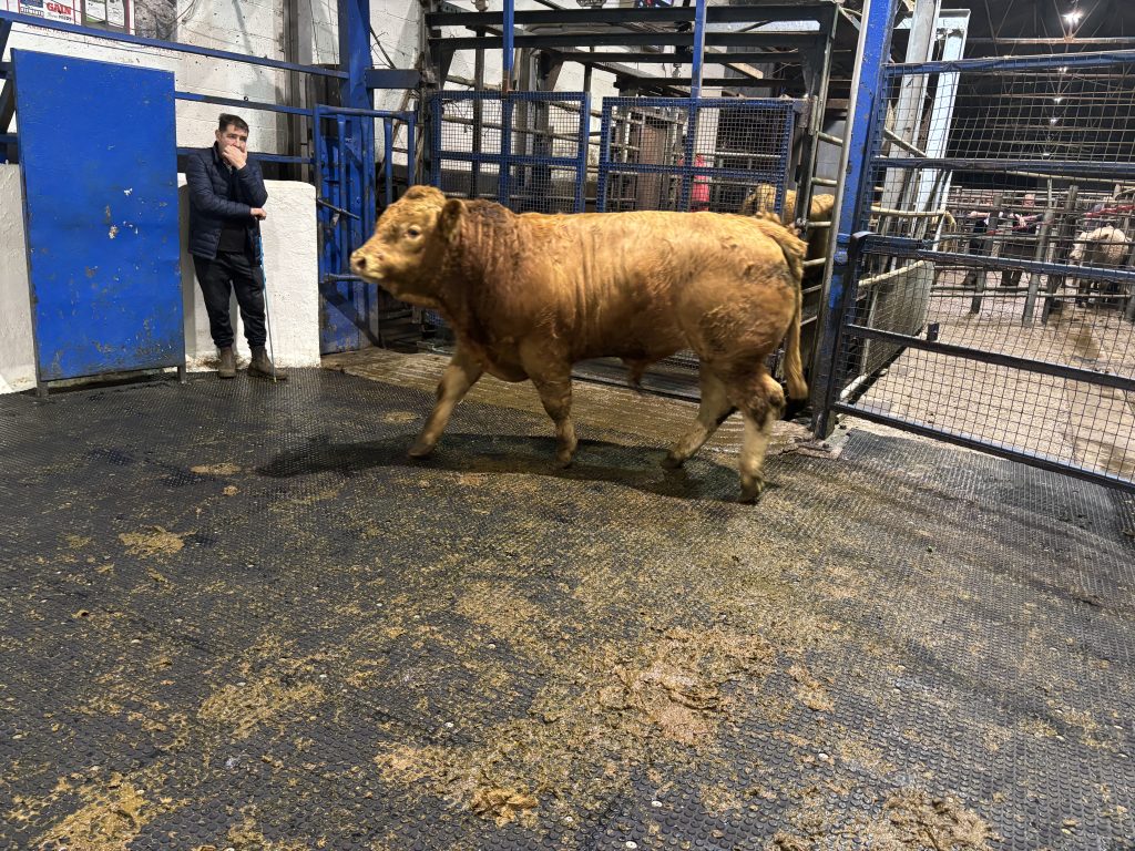 This 11-month-old 495kg Limousin bull sold for €2,710