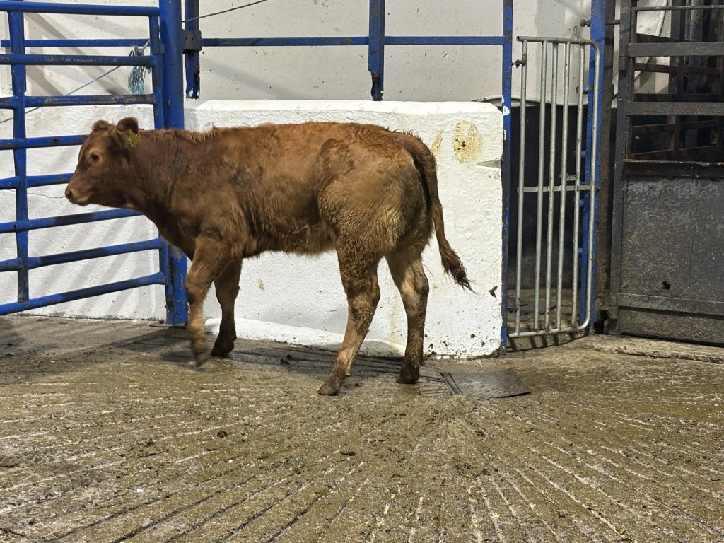 This 240kg heifer made €1,460