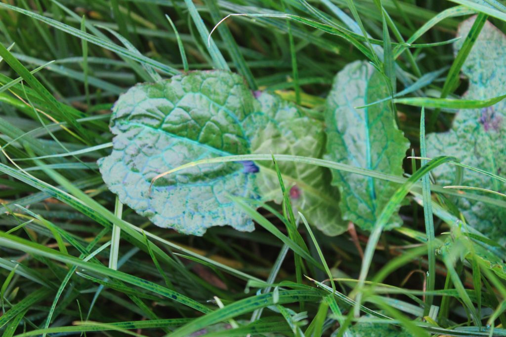The RumboJet 880 spot sprays herbicide on individual weeds. For the purposes of the recent field demonstration in Co Tyrone, a blue dye was used to highlight the impact of the system