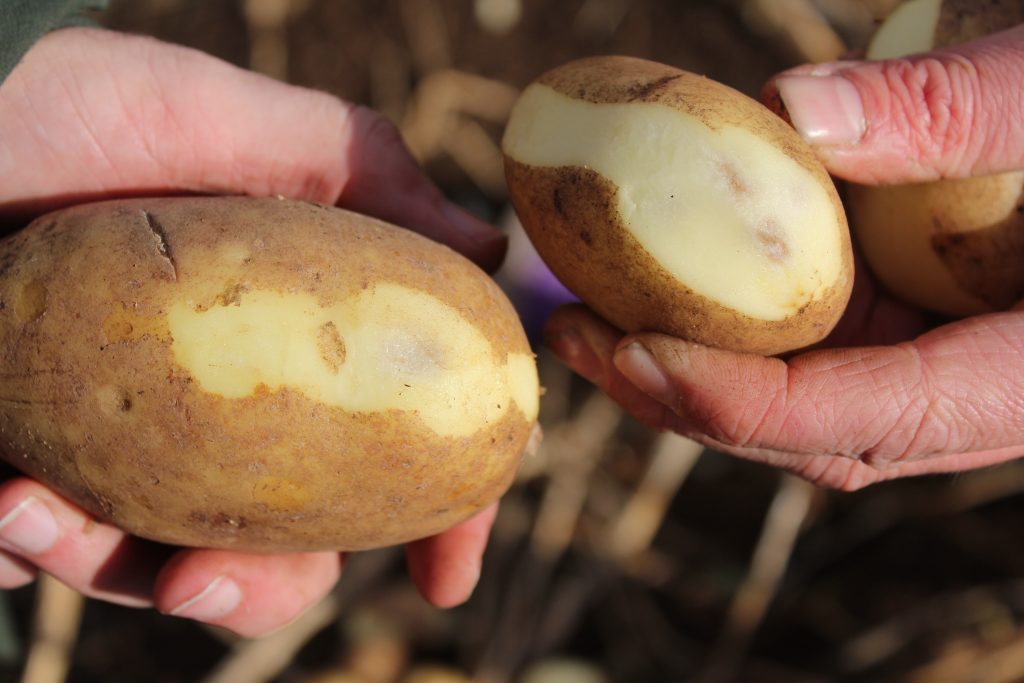 Bruising has been an issue in some potato crops harvested over recent weeks