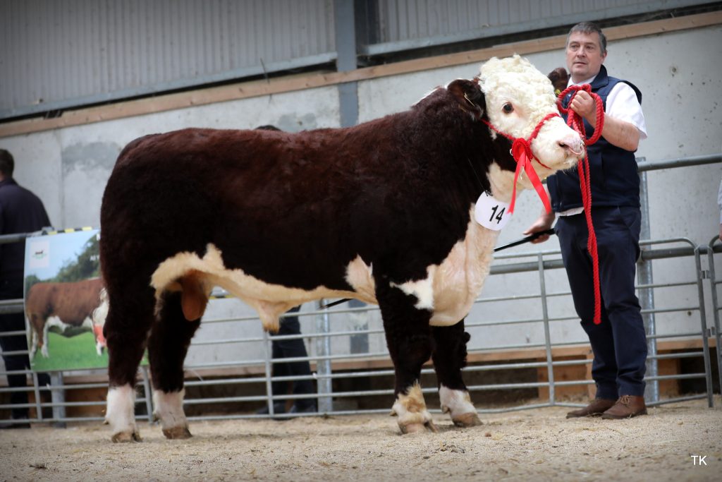 Glaslough Batman HH, from Nigel Heatrick’s Co. Monaghan herd sold for €8,600