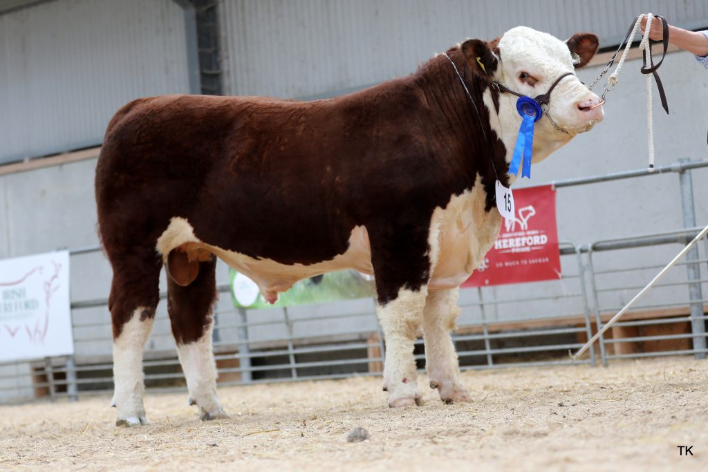Grianan Blake PP, from the herd of T and A Fitzgerald from Co. Westmeath sold for €6,700
