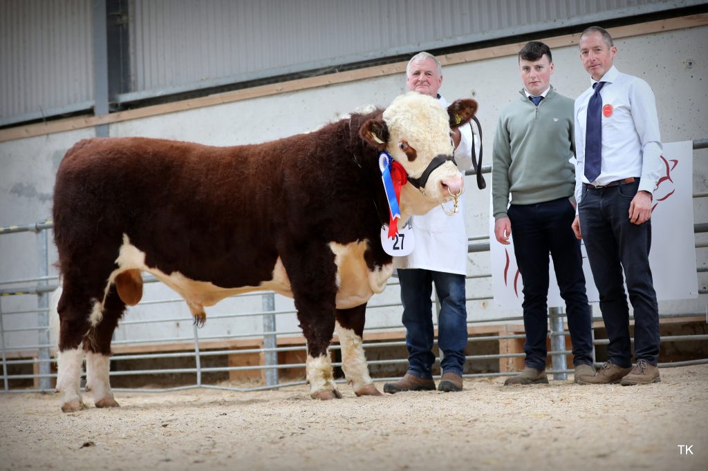 Gurteragh Superstar 1156 PH, from the herd of Michael O’Keeffe, Co. Cork sold for €5,000