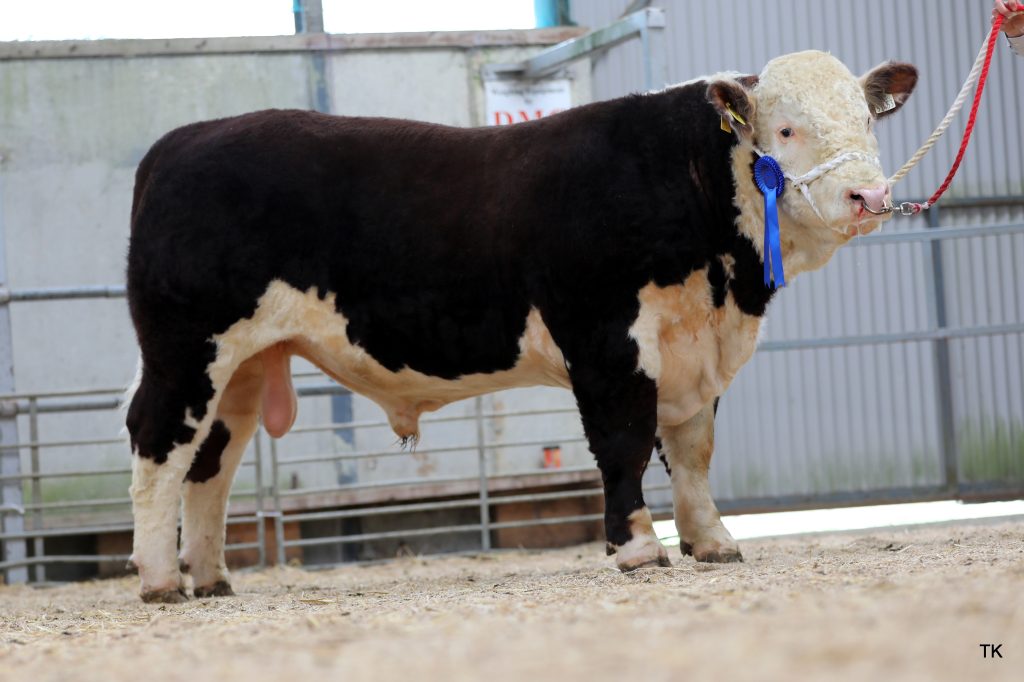 Lot 6 Balleen Topgun HH, owned by Thomas Brennan in Co. Kilkenny, sold for €6,000
