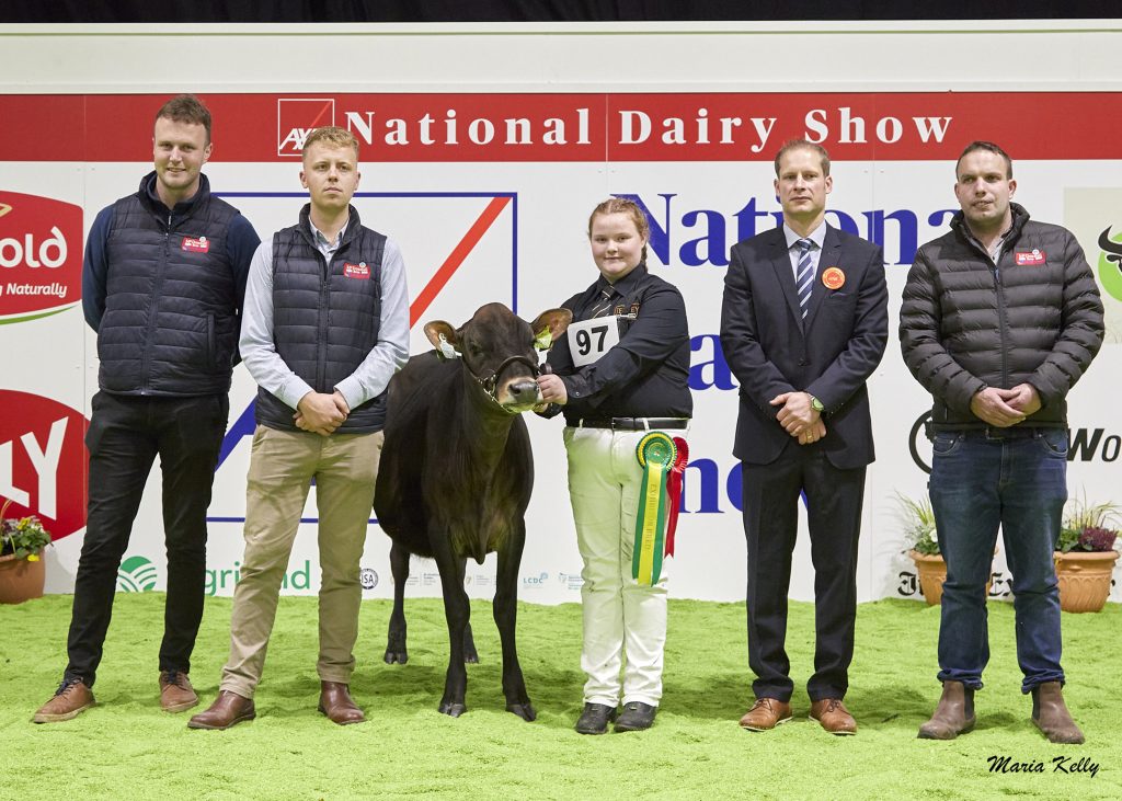 10/10/25 AXA National Dairy Show 2025, Class. 3J Jersey Heifer born on or after 1st January 2025 - Pictured are: John Hickey &amp; Jack Barry, McDonnell Bros (sponsors) 1st place Rathard Choco Kalani exhibited by the Hynes Family, Aherla, Co. Cork, Georgina Hynes (handler), Cord Hormann (Judge), Gearoid O’ Shea McDonnell Bros (sponsor). Photo: Maria Kelly