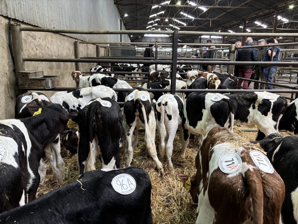 Selection of calves up for sale.