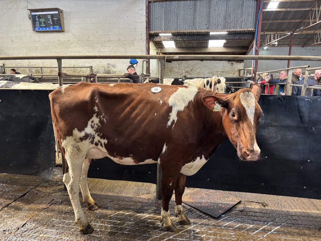 Monamore OHR Jacuzzi Red ET