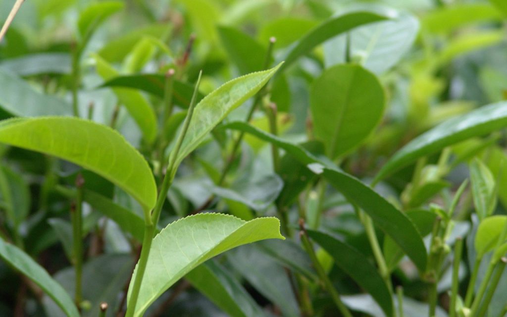 Sri Lanka lost $425 million in tea exports during the organic experiment