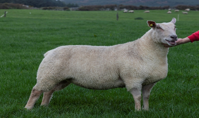 Lot 4 in the sale from the Calhame Flock