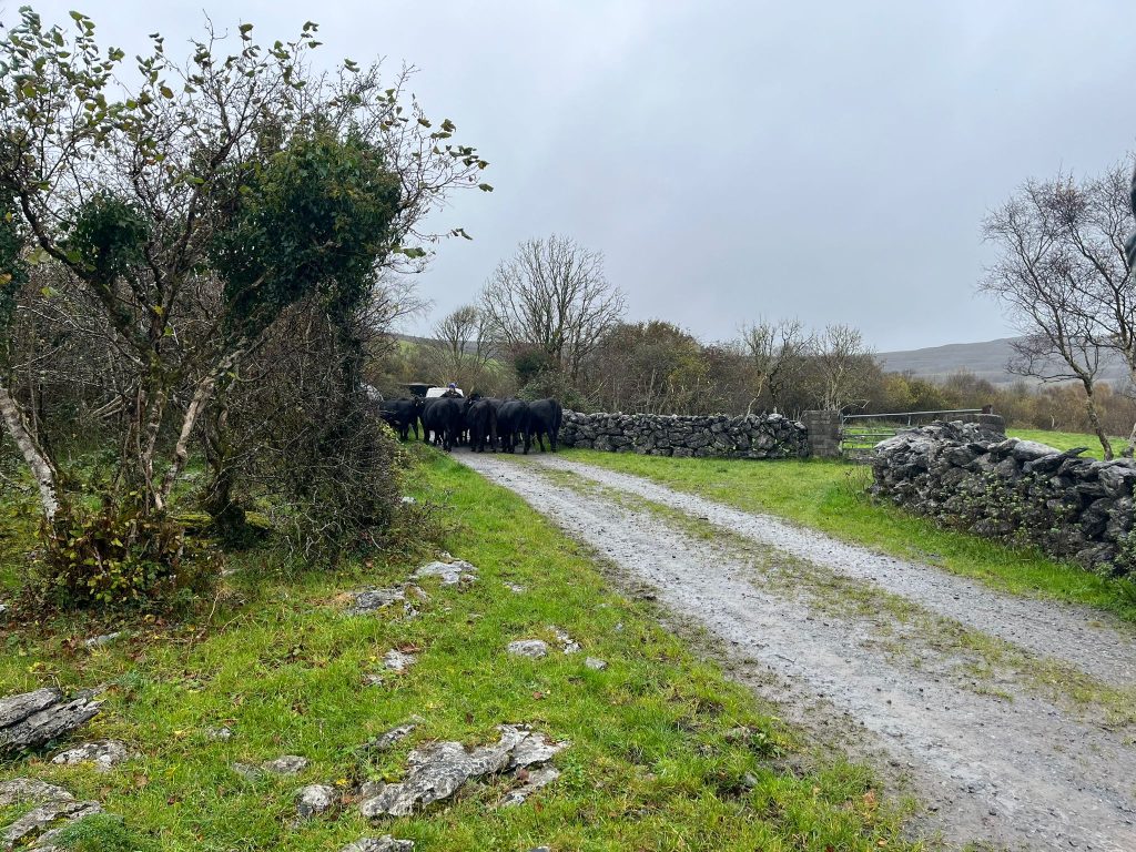 Frank McCormack's Wagyu cows going up to the Burren winterage