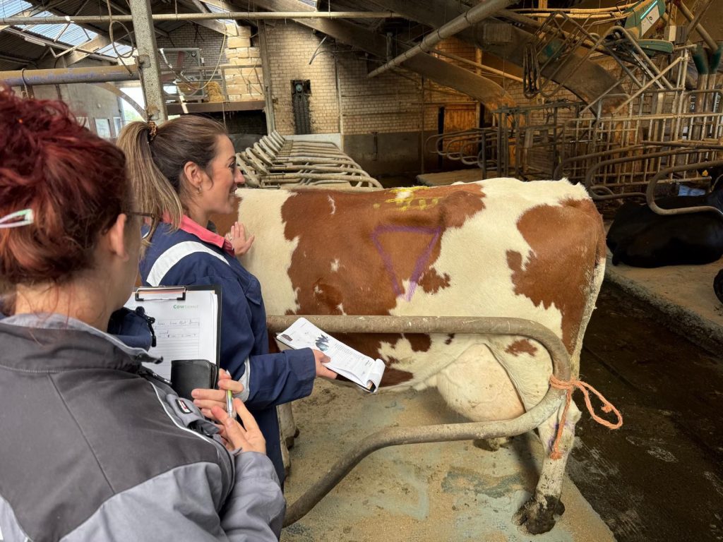 Cow signals training. Source: Hazell Mullins