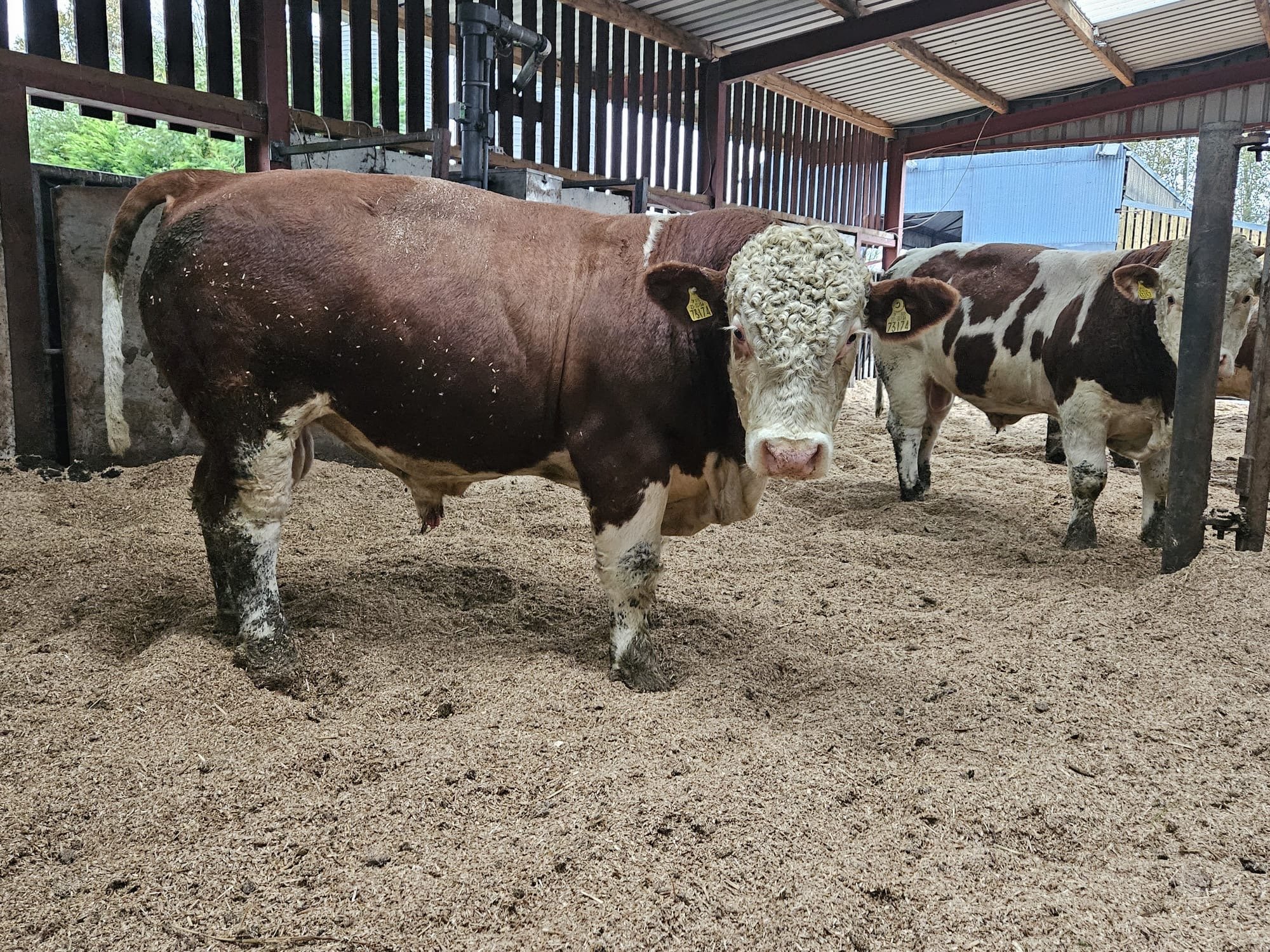 Bulls have been gaining 1.2kg/day on a grass-only diet