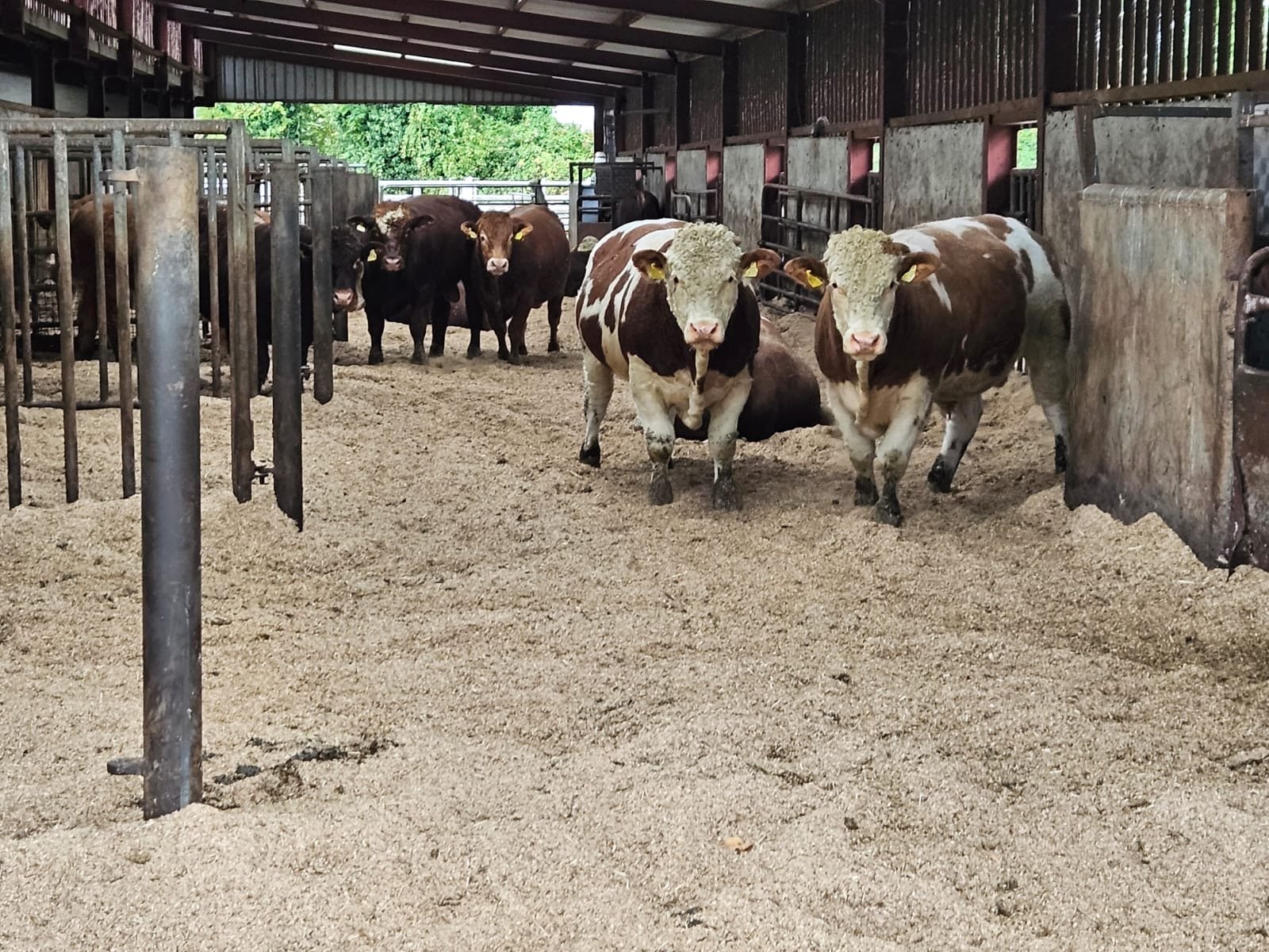 Bulls are bedded on a mix of sawdust and grain-dryer chaff