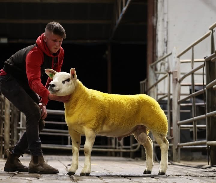 The third highest price Ram Lamb was 2,500gns sold by Paul Devlin