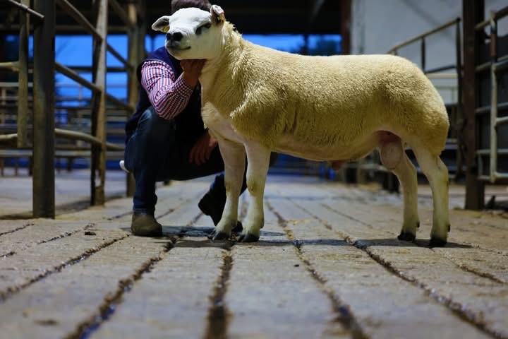 The second-top price of the sale was 3,000gns and went to breeders J. and M. Donohoe
