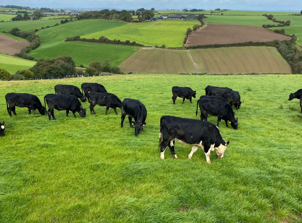 Heifers grazing before being housed for the winter