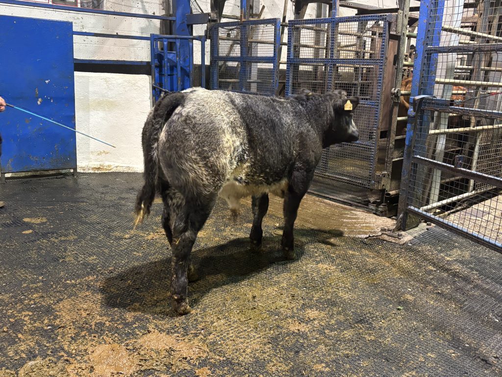 This 350kg Limousin-cross bull sold for €2,080