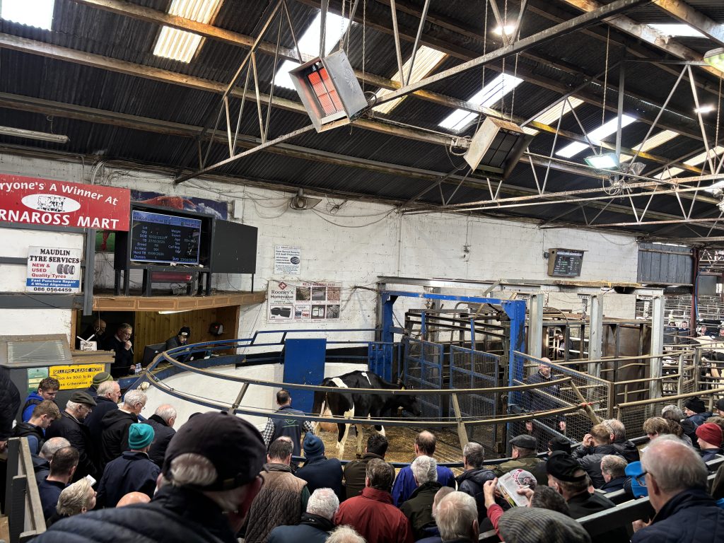 Monamore Lamda Locket Et in the ring