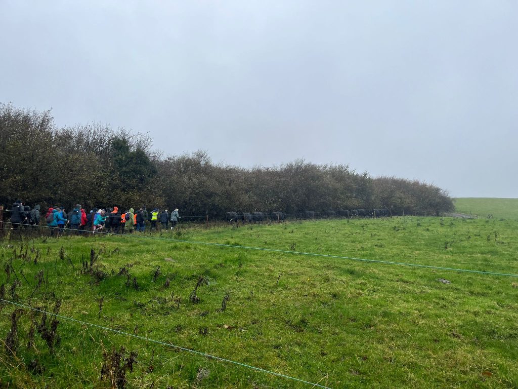 The Burren Winter Cattle Drive 2025