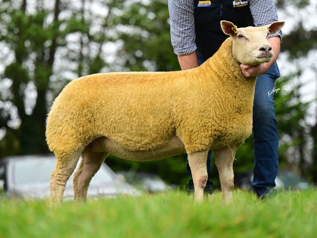 The second in-lamb shearling ewe from the Aghavilly flock that sold for 2,000gns