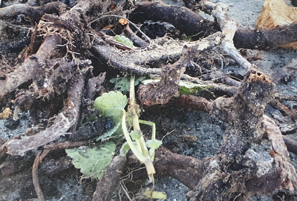 Rhizomes of Japanese Knotweed. Rhizomes are tenacious underground storage organs that can be quite easy to identify as they are bright orange inside. Source: Fran Giaquinto