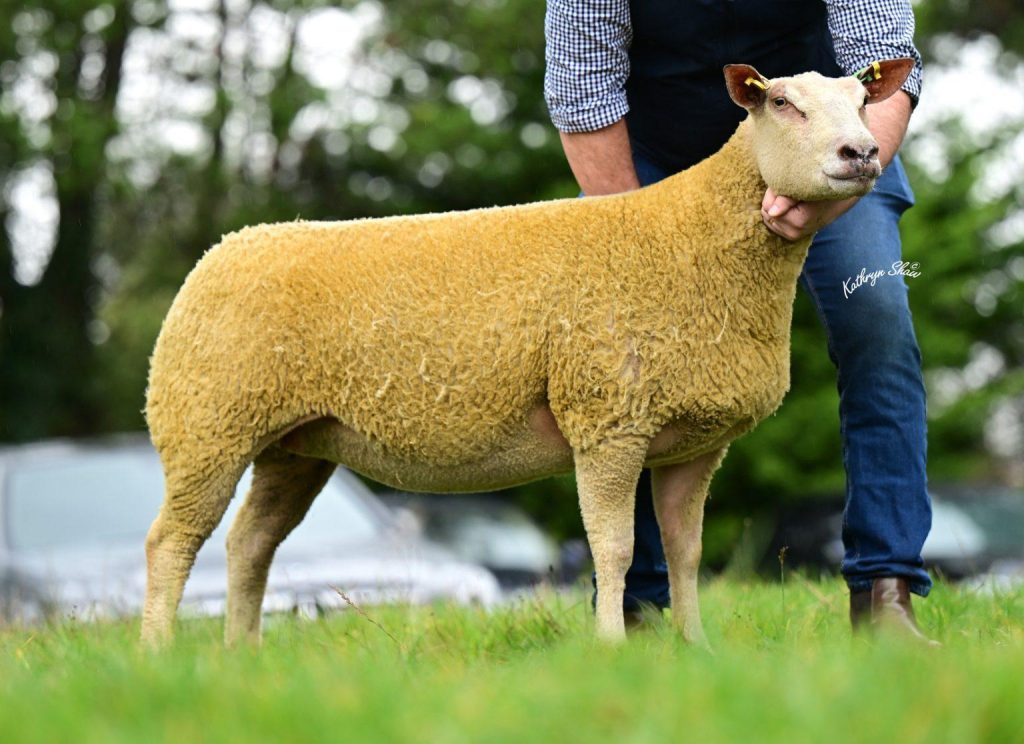 In-lamb shearling ewe from the Aghavilly flock that sold for 2,200gns.