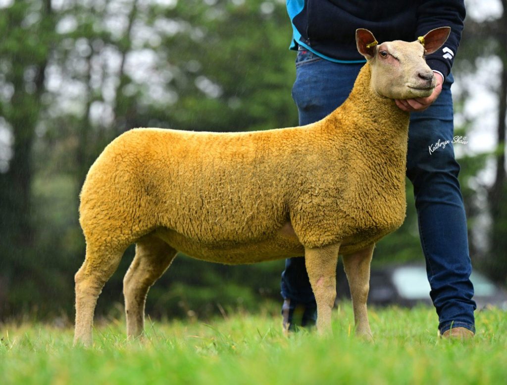 The Springhill ewe lamb that sold for 2,600gns.