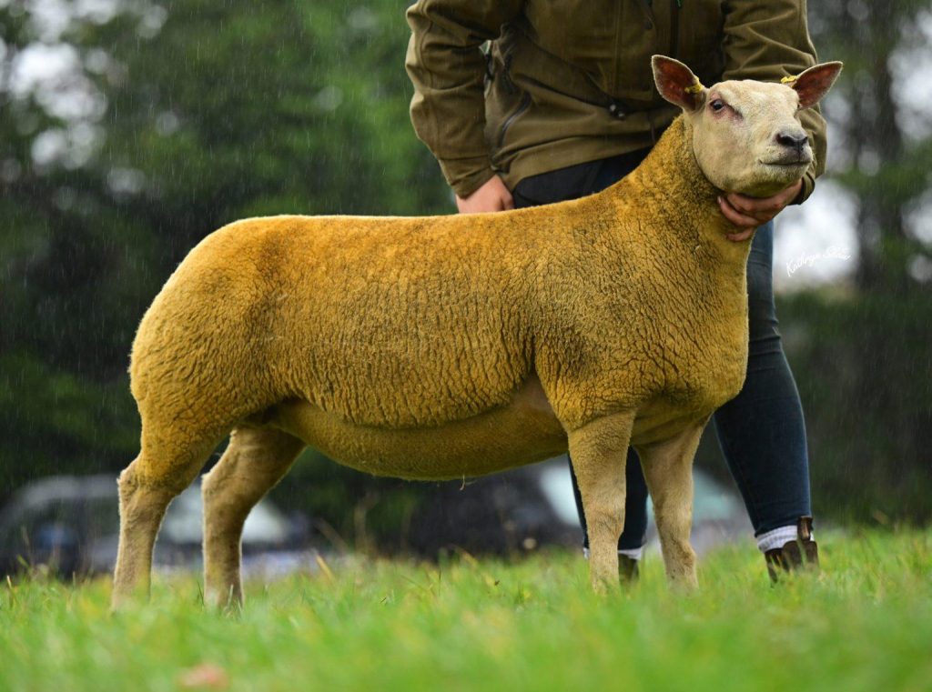 The Springhill ewe lamb that sold for 2,800gns