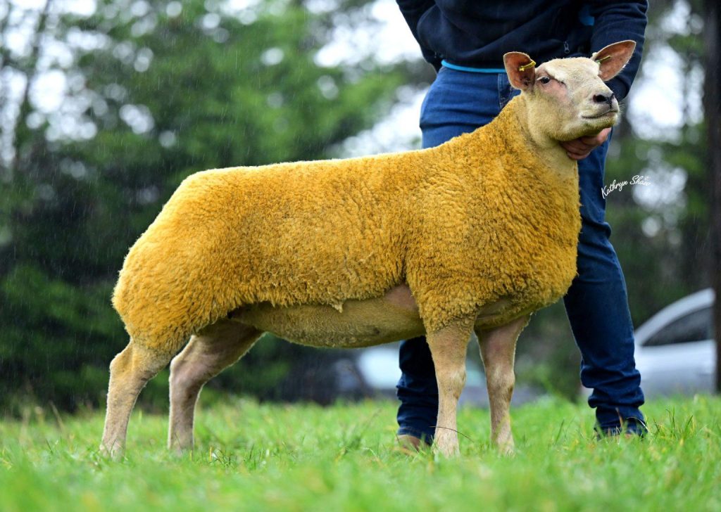 The top priced ewe lamb from David Andersons Ballyhunsley flock that sold for 3,000gns