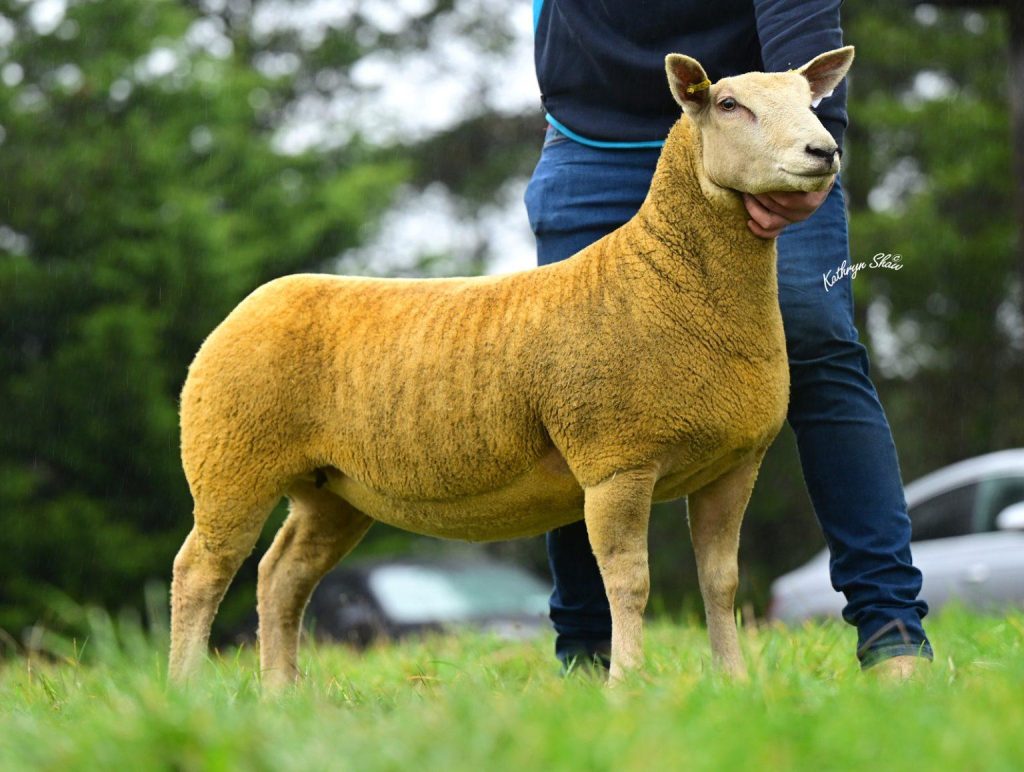 The second highest priced ewe lamb that sold for 4,400gns was also from the Springhill flock