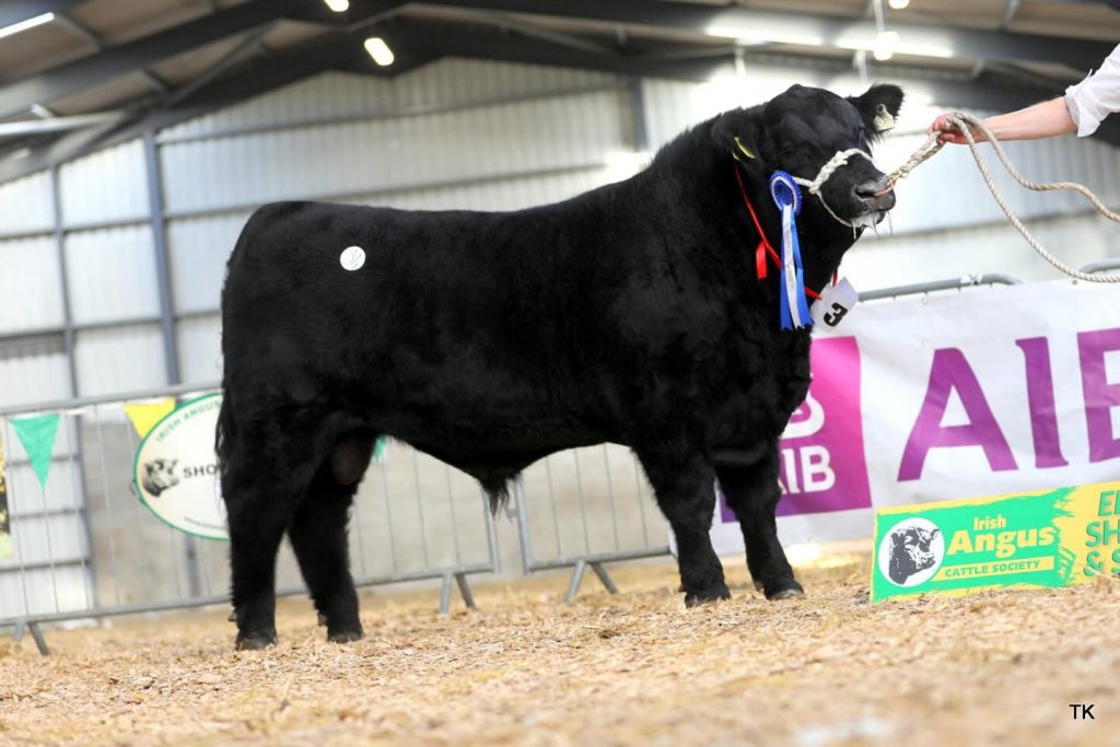 Drumcarbin Warrior, from the 2024 Irish Angus Cattle Society’s Elite Show and Sale
