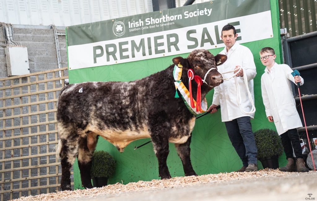 Champion Male Creevolan Adrian, owned by the McDermott Family, Co. Roscommon sold for €5,000