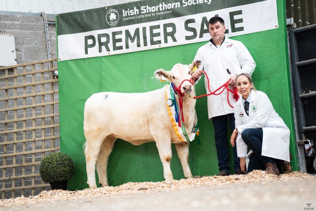 Reserve Champion Female Ballinlig Dandoline, owned by the Middleton Leonard Family, Co. Westmeath sold for €3,000