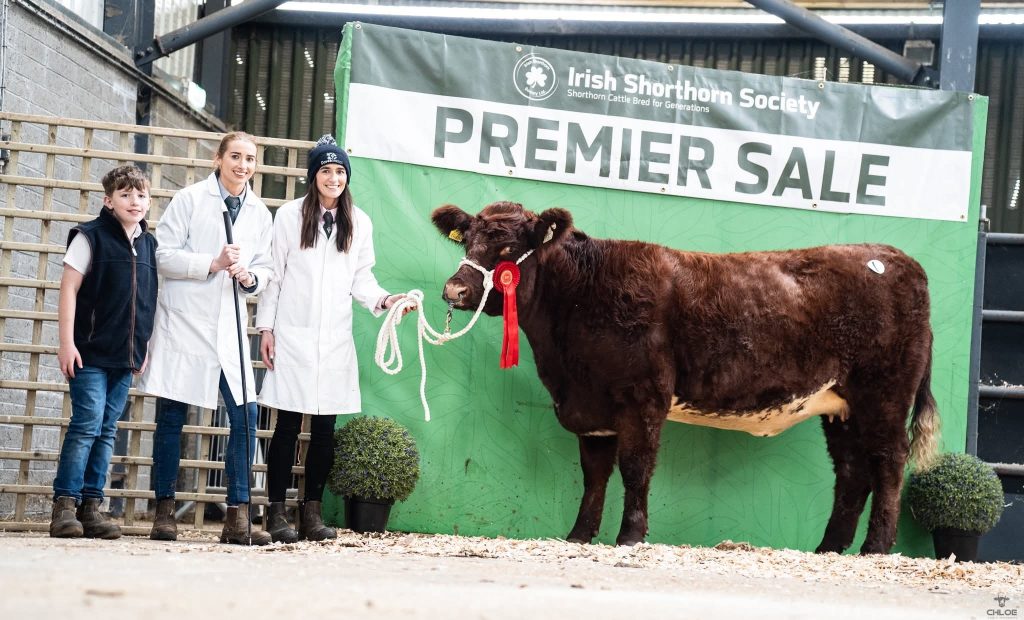 Lavally Jenny owned by the Mullooly Family from Co. Roscommon sold for €6,300