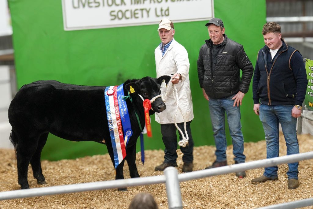 The €2,000 Dovea Genetics-Sired Calf Bonanza Champion. Source: Dovea Genetics