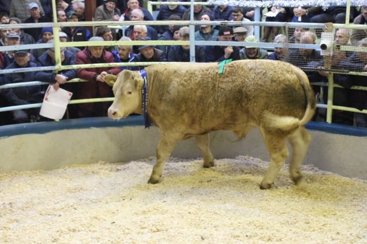 The Reserve Champion was a Limousin-cross bullock that weighed 770kg and sold for €4,250
