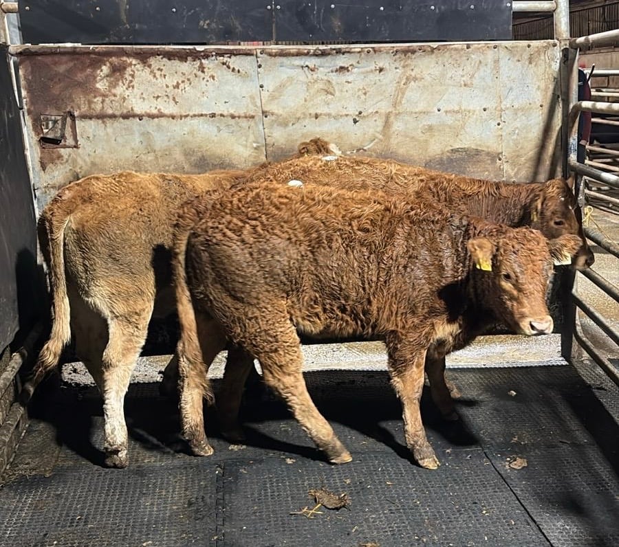 These 3 Limousin heifers averaged 255kgs and sold for €1,540