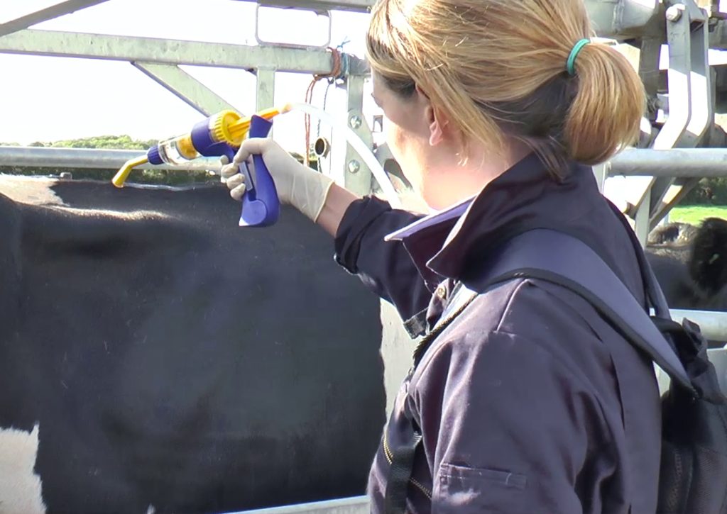 Apply wormer product evenly along the back, from withers to tailhead