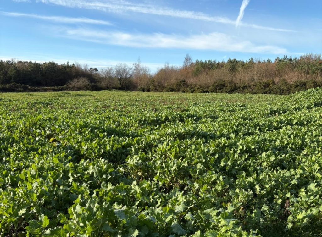 Redstart for this winter