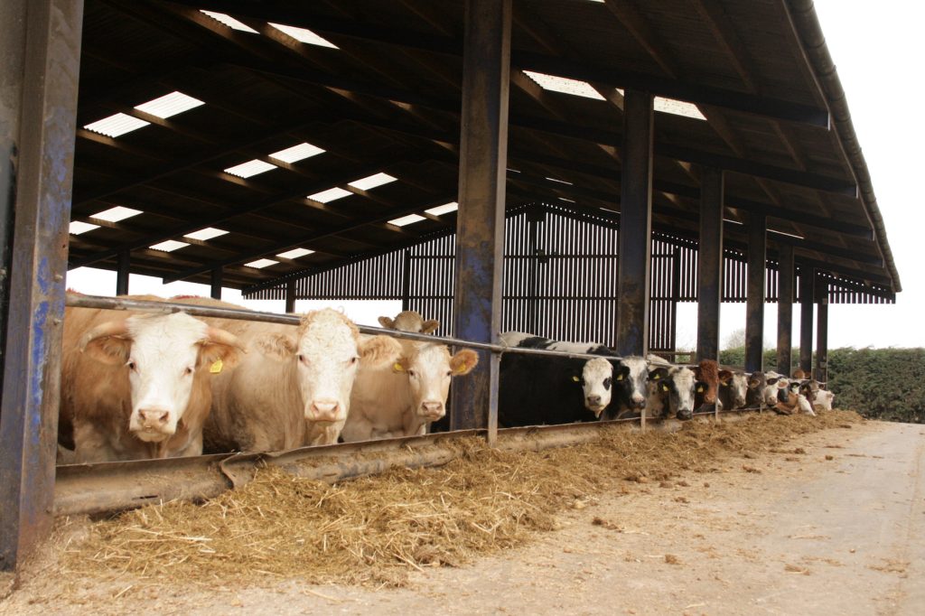 Be aware of meat withdrawal periods - check when cattle are destined for slaughter. Source: Boehringer Ingelheim