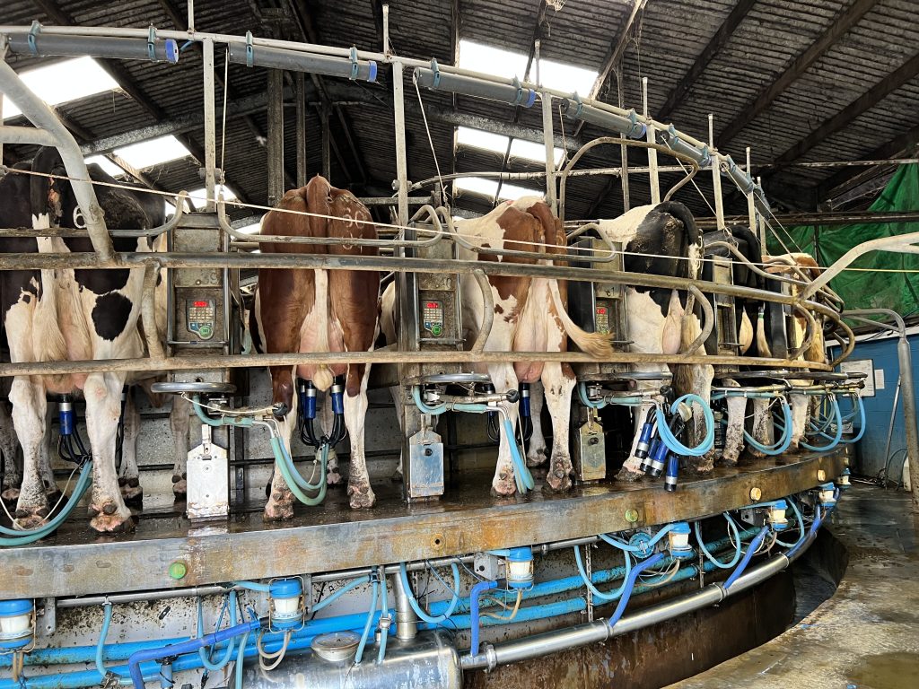 Bulk milk tests can be a helpful tool to identify whether worms are affecting the herd. Source: Boehringer Ingelheim