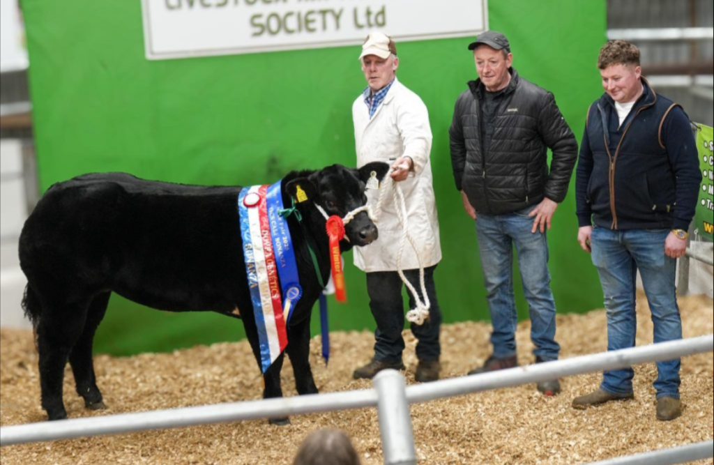 Lot 332 sold for €17,500 and won the Dovea Genetics-Sired Calf Bonanza Champion. Source: Dovea Genetics