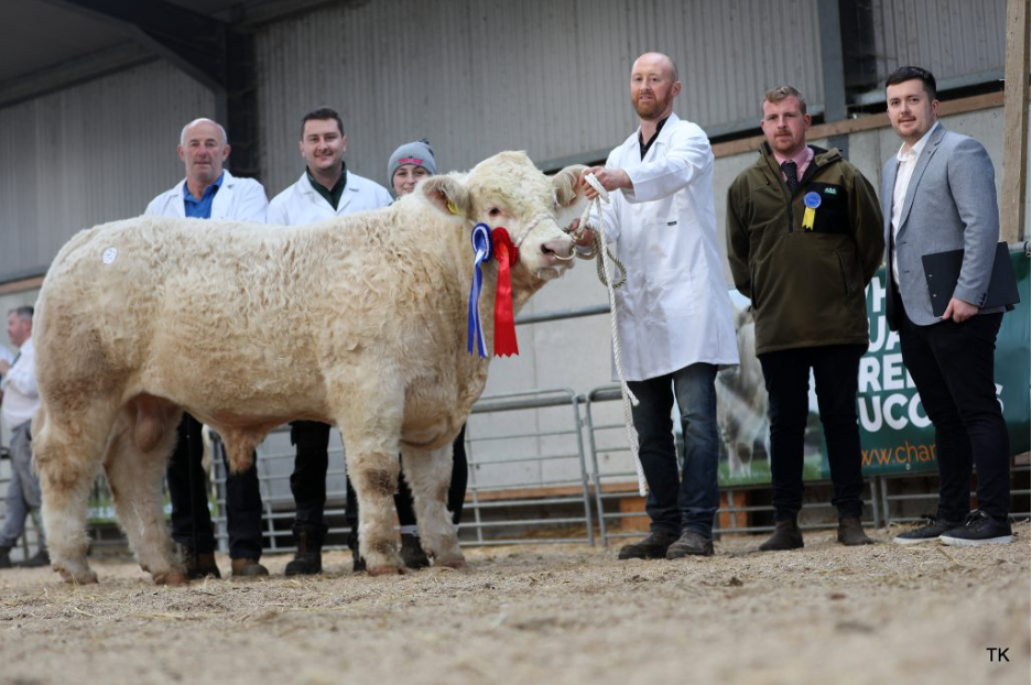 Sugarloaf Viva Ronaldo