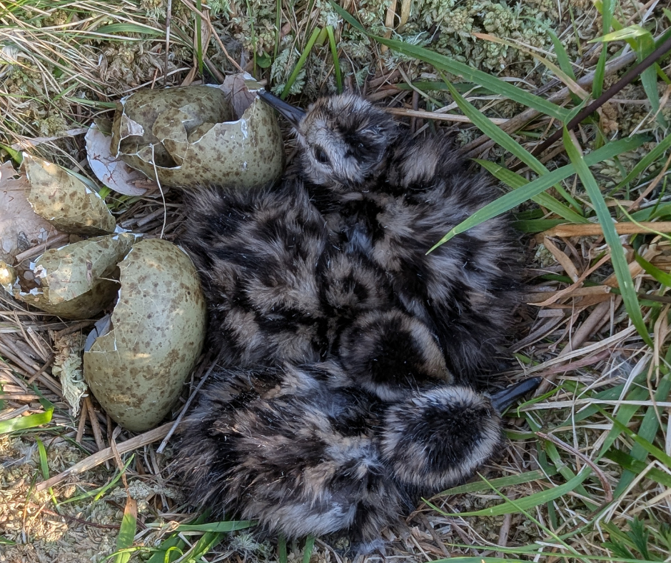 2025 curlew chicks hatching in the Antrim Hills
