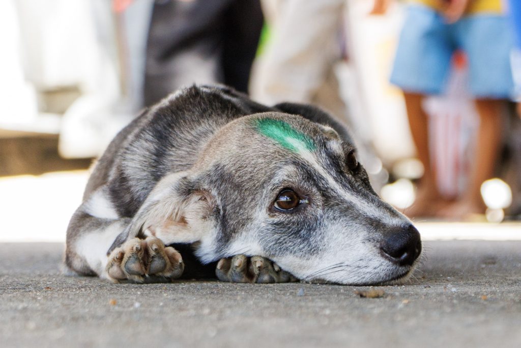 A dog that received a life-saving vaccination