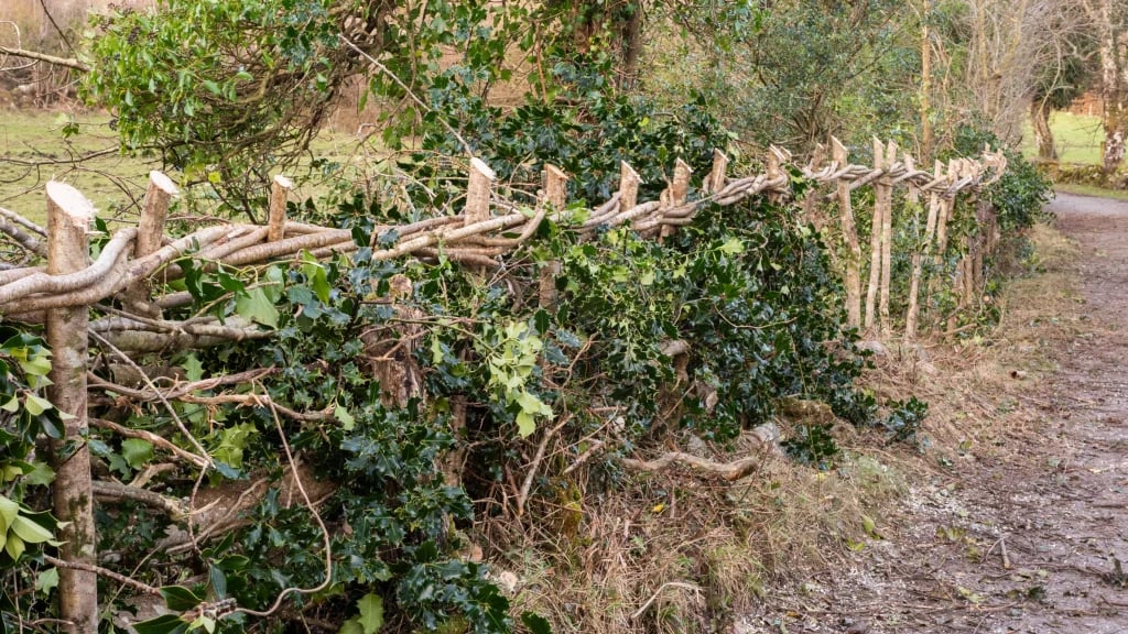 An example from a previous CELT and Hedgerows Ireland hedge laying workshop. Source: CELT website
